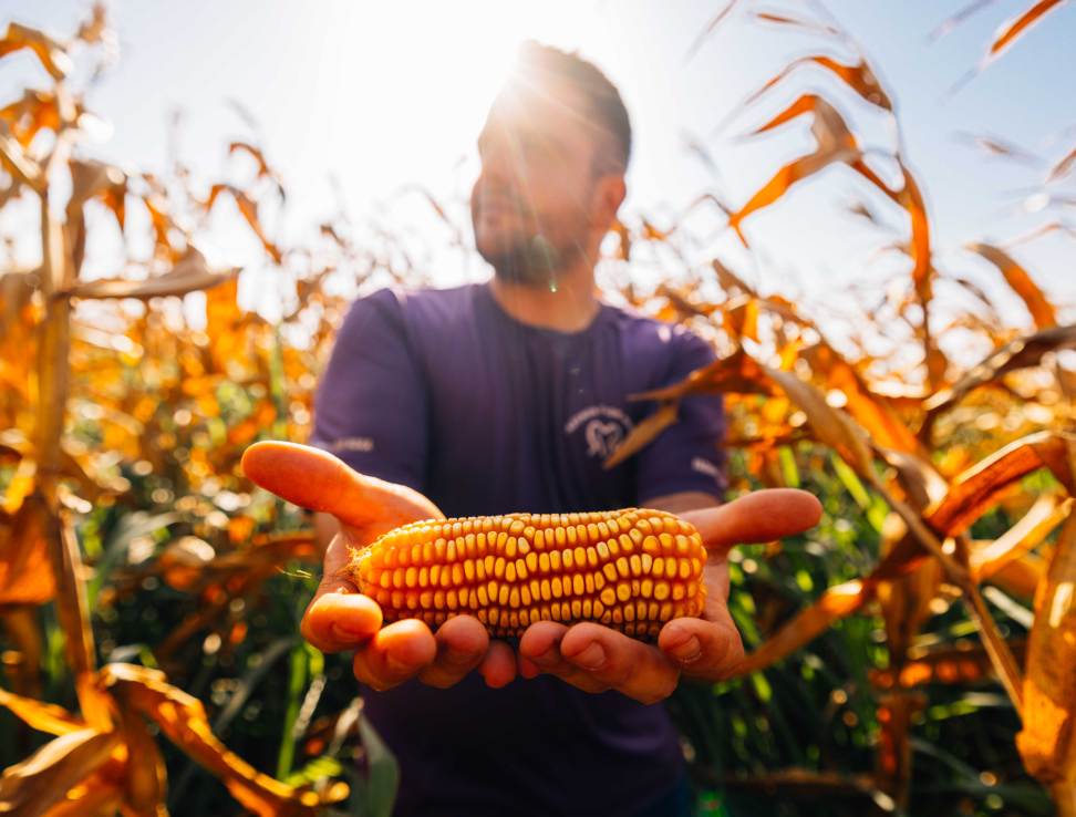 Man holding corn in a field