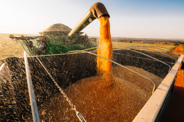 Machine dumping corn into truck